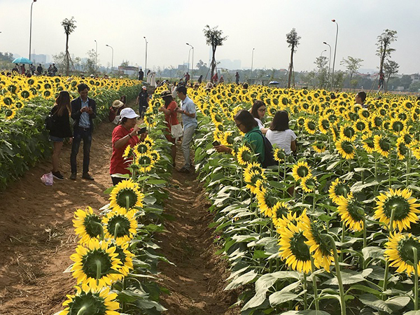 Ý nghĩa hoa hướng dương trong cuộc sống Ý nghĩa hoa hướng dương trong cuộc sống